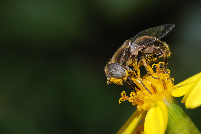 Abeille de Tunisie