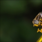 Abeille de Tunisie