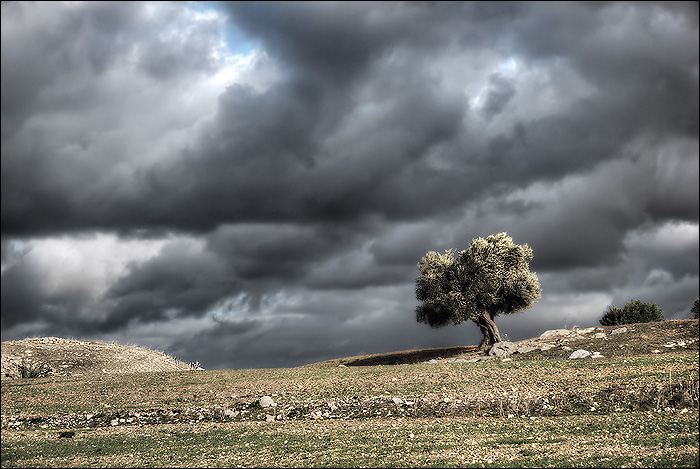 Arbre sur le chemin de Dougga