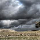 Arbre sur le chemin de Dougga