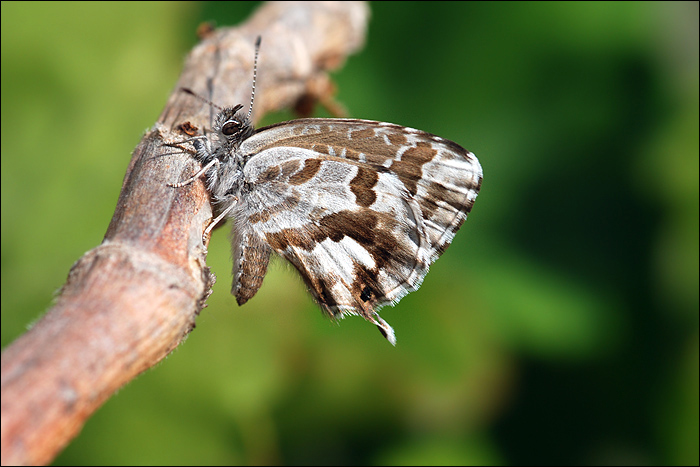 Papillon de Tunisie