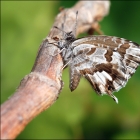 Papillon de Tunisie