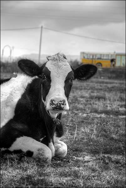 Vache de Raoued